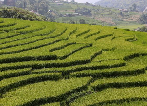 Marketing Digital no Agronegócio: Estratégias Modernas para o Campo