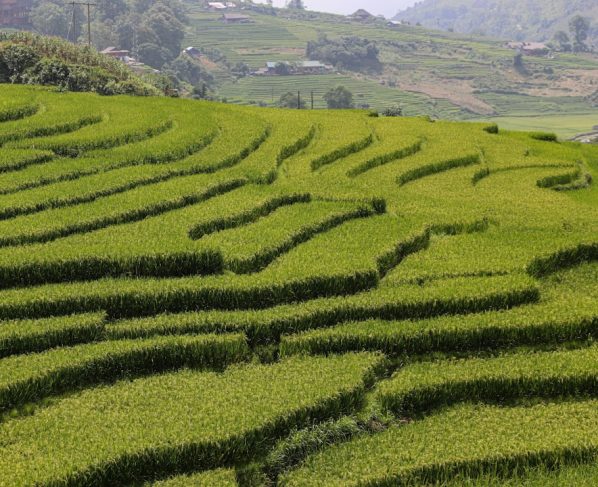 Marketing Digital no Agronegócio: Estratégias Modernas para o Campo