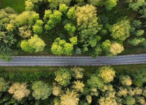 SEO para Iniciantes: Como Gerar Tráfego Orgânico e Resultados