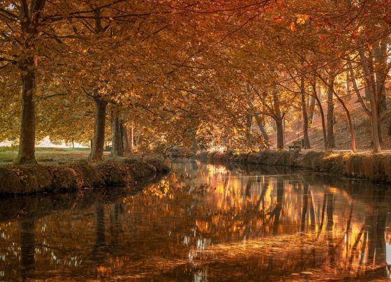 Como Empresas de Rondonópolis Cresceram com Gestor de Tráfego Pago